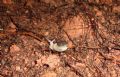Oxychilus draparnaudi (cfr.)